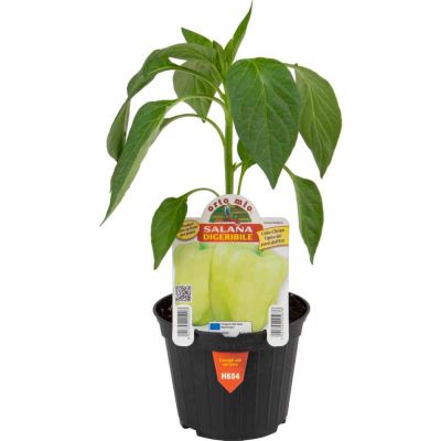 Peperone Digeribile Citrino Salana in vaso 10