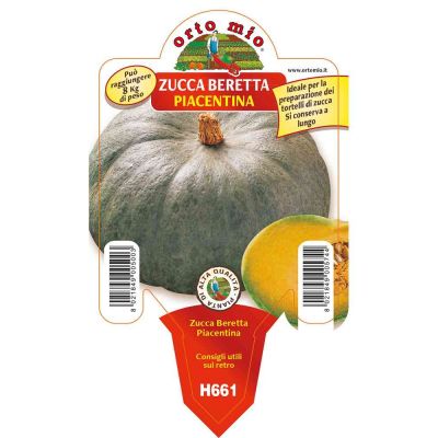Zucca Beretta Piacentina in vaso 10 H661