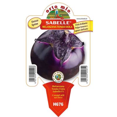 Melanzana Violetta Sabelle in vaso 10