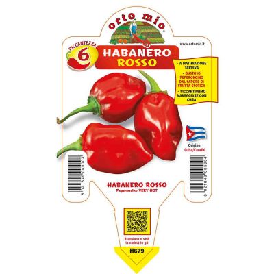 Peperoncini Habanero Rosso in vaso 10 H679