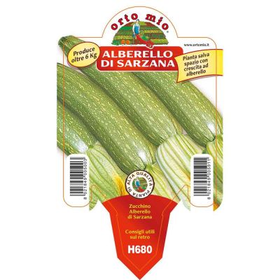 Zucchino Alberello Di Sarzana in vaso 10 H680