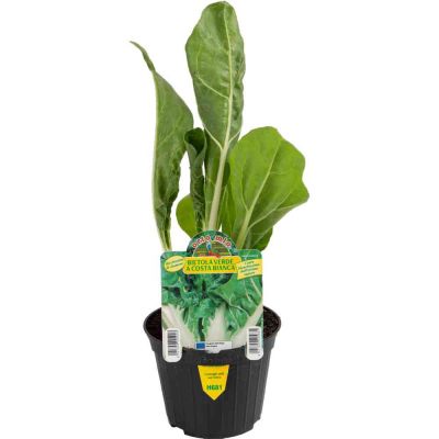 Bietola Verde Da Costa Lusiana in vaso 10