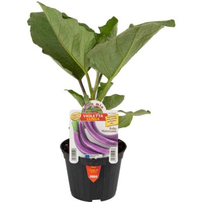 Melanzana Baby Violetta Lunga in vaso 10