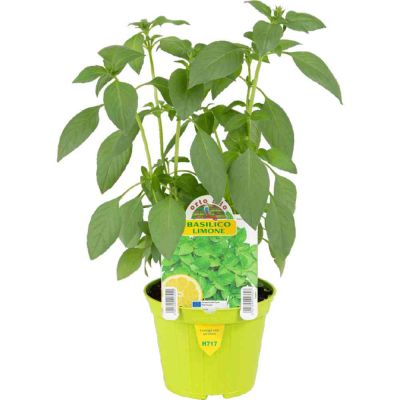 Basilico Limone in vaso 10