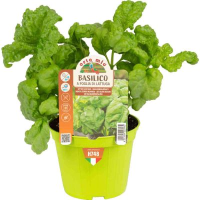 Basilico a foglia di lattuga