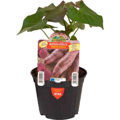 Batata Dolce Americana Mix 3 Colori in vaso 10
