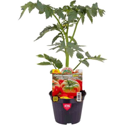 Pomodoro marmande raffy