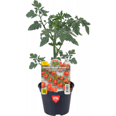 Pomodoro bon bon v.10 cm H786