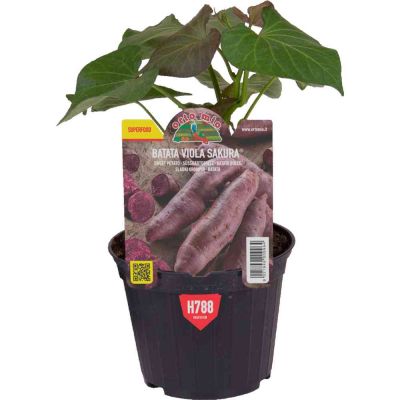 Patata dolce viola