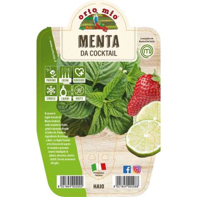 Menta Da Cocktail in vaso 14