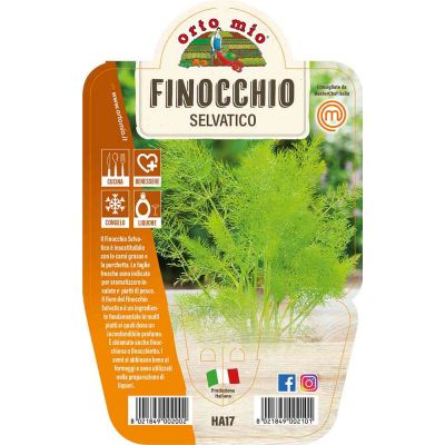 Finocchio Selvatico in vaso 14