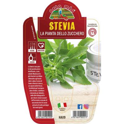 Stevia Pianta Dello Zucchero in vaso 14 HA19
