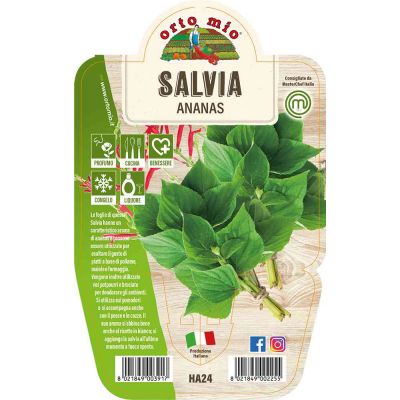 Salvia Ananas in vaso 14