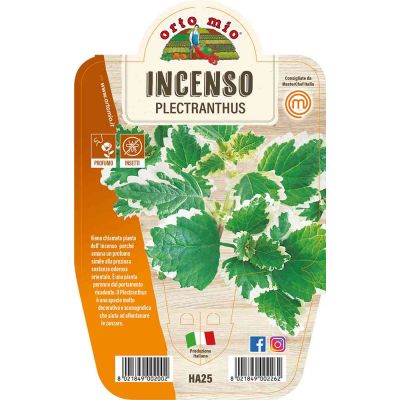 Incenso Plectranthus in vaso 14