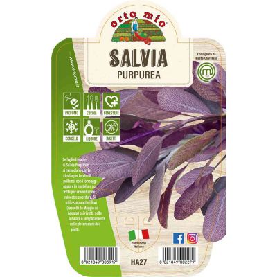 Salvia Purpurea in vaso 14