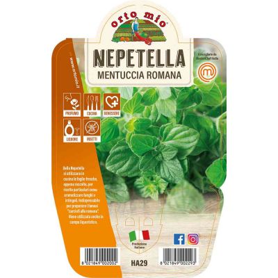 Mentuccia Romana in vaso 14