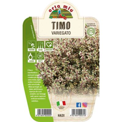 Timo Variegato in vaso 14