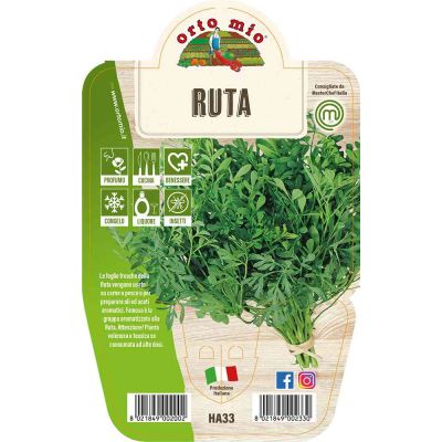 Ruta in vaso 14