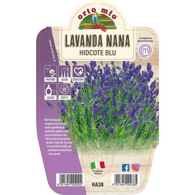 Lavanda Nana Hidcote Blu in vaso 14