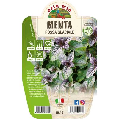 Menta Rossa Glaciale in vaso 14