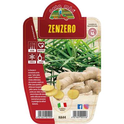 Zenzero O Ginger in vaso 14