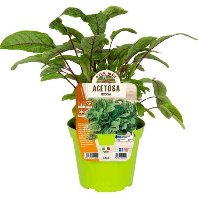 Acetosa Rossa in vaso 14