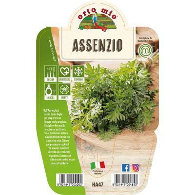 Assenzio in vaso 14