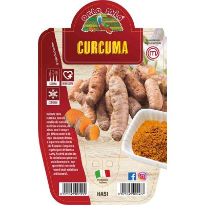 Curcuma in vaso 14