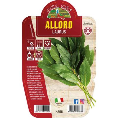 Alloro in vaso 14