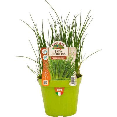 Erba Cipollina in vaso 14