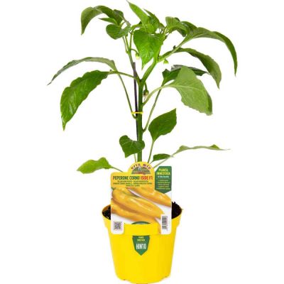 Peperone Innestato Corn.Giallo Iside in vaso 14