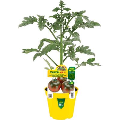 Pomodoro Innestato Sardo Reginella in vaso 14
