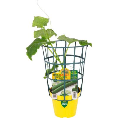 Cetriolo Innestato Lungo Digeribile in vaso 14