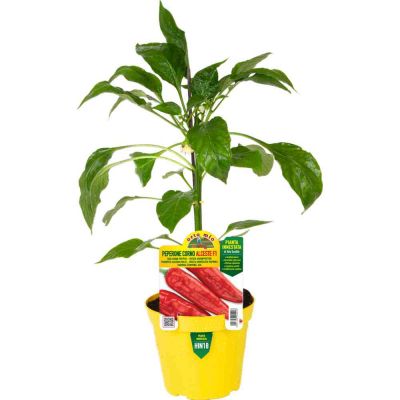 Peperone Innestato Corno Rosso Alce. in vaso 14