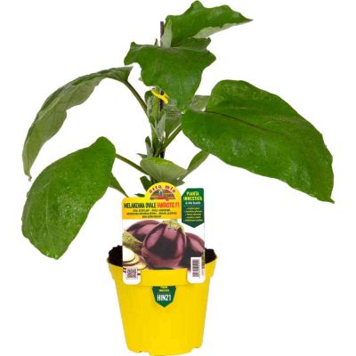 Melanzana Innestato Ovale in vaso 14