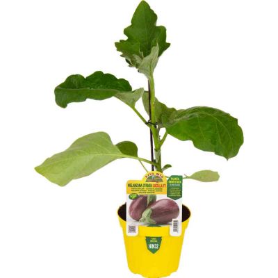 Melanzana Innestato Striata Leire in vaso 14