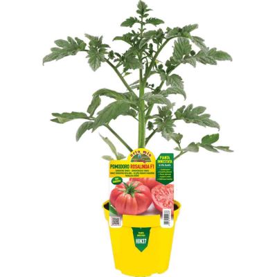 Pomodoro Innestato Sorrentone Ros. in vaso 14