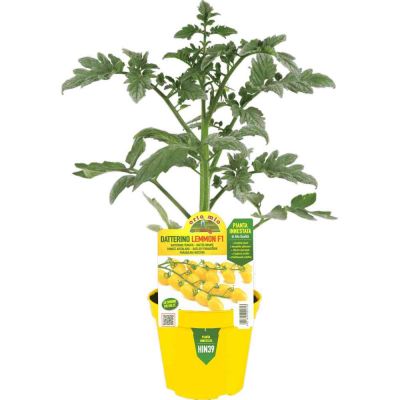 Pomodoro Innestato Datterino Ghiac. in vaso 14