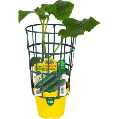 Cetriolo Innádigeribile in vaso 14