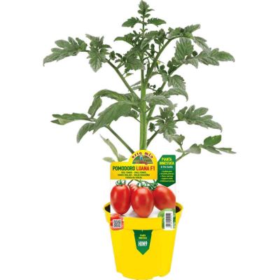 Pomodoro Innestato Ovale in vaso 14