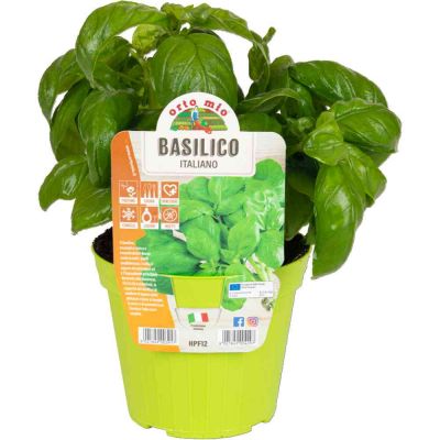 Basilico Italiano Genovese in vaso 14