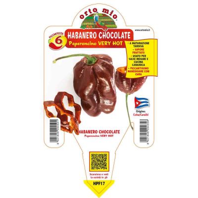 Peperoncino Habanero Choco Very Hot in vaso 14 HPF17