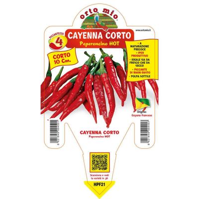 Peperoncino Cayenna Corto Hot in vaso 14 HPF21