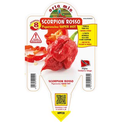 Peperoncino Trinidad Scorpion Rosso Super Hot in vaso 14 HPF30