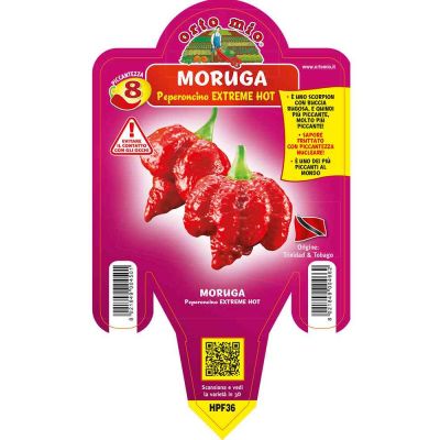 Peperoncino Moruga Scorpion Rosso Extra Hot in vaso 14 HPF36