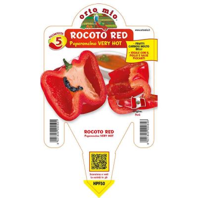 Peperoncino Rocoto Red Hot in vaso 14 HPF50