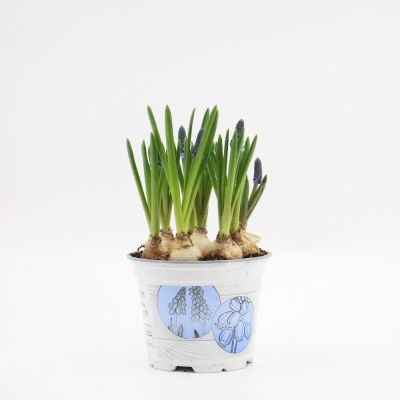 Muscari Armeniacum Blu v.12