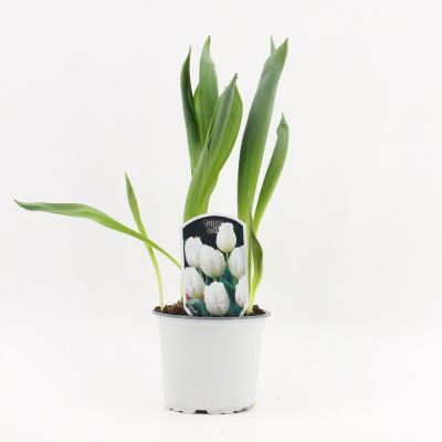 Tris di Bulbi di Tulipani bianchi  in vaso v.12