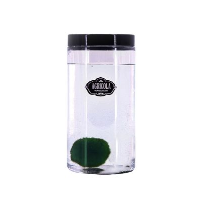 Marimo Cladophora pianta acquatica ⌀ da 4 a 6 cm | Idea Regalo