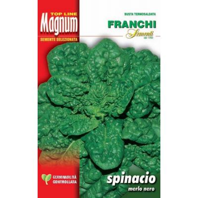 Spinacio merlo nero busta Magnum